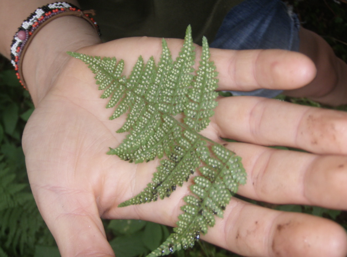 fern leaf in a hand