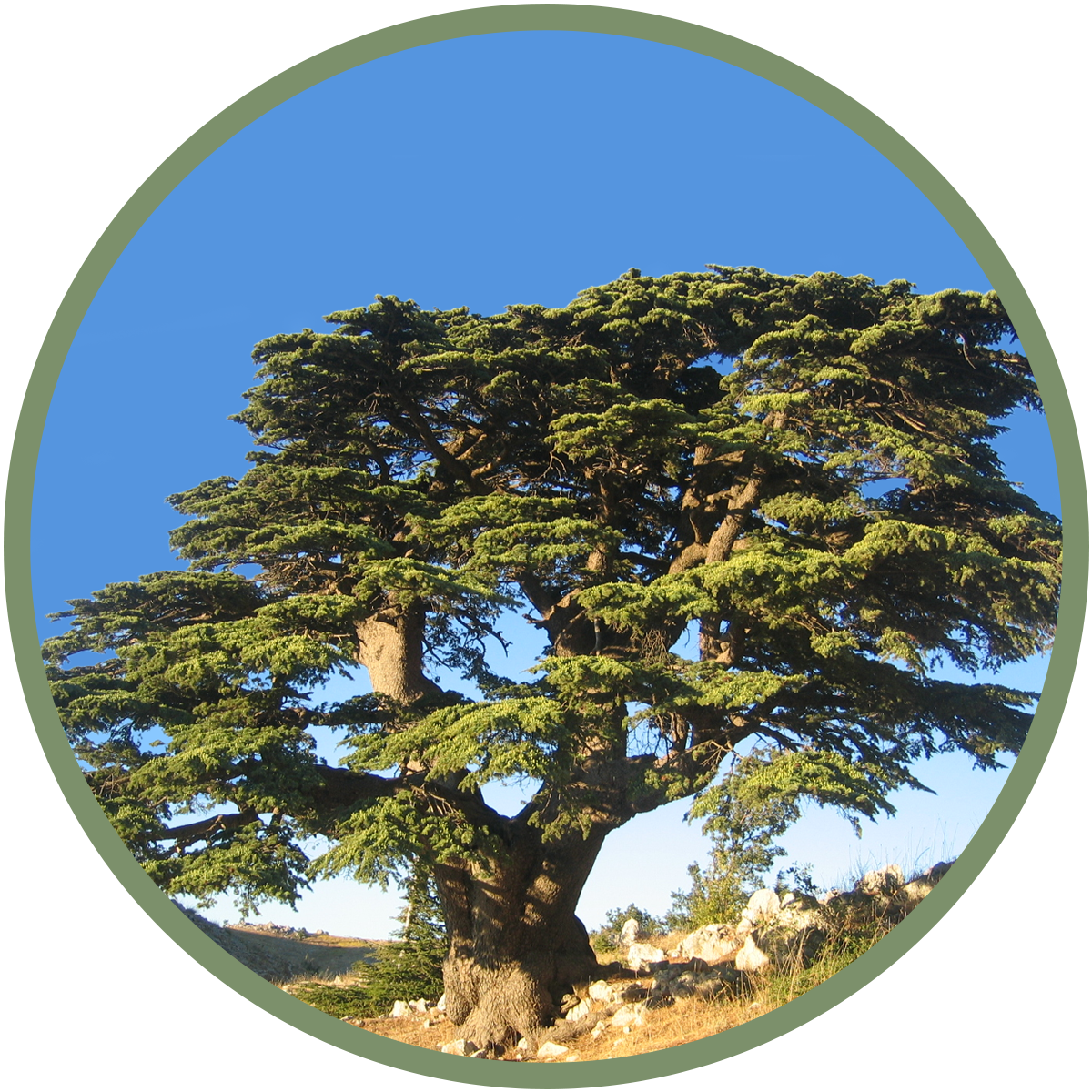 Cedar tree