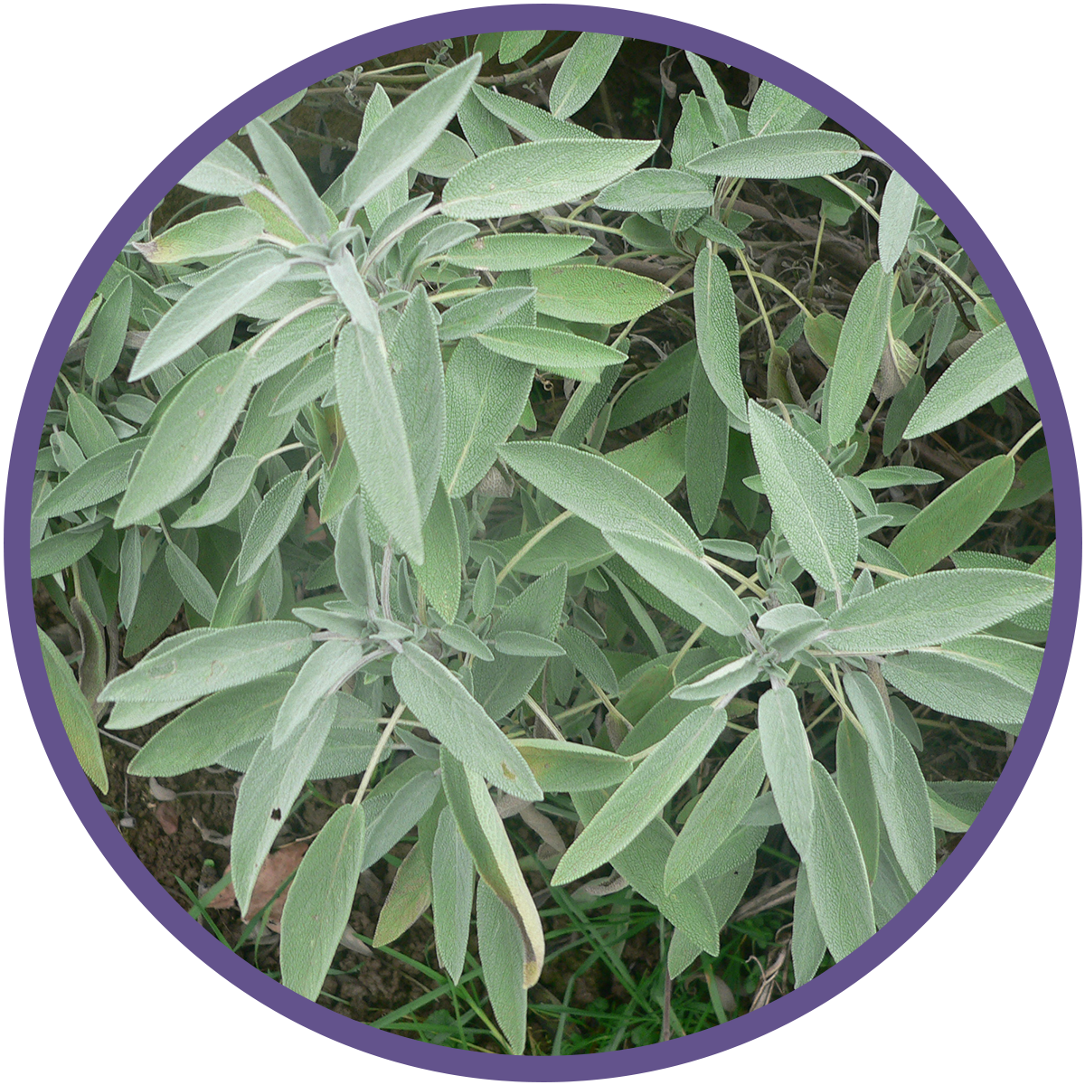 sage