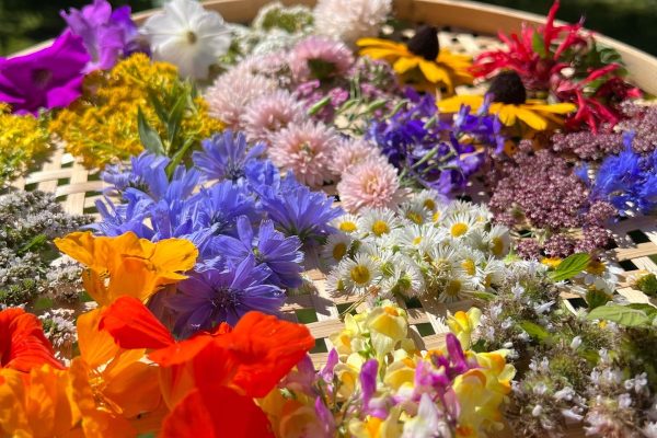 Drying Flowers