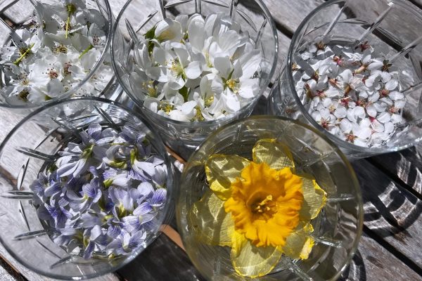 birds eye view of violets