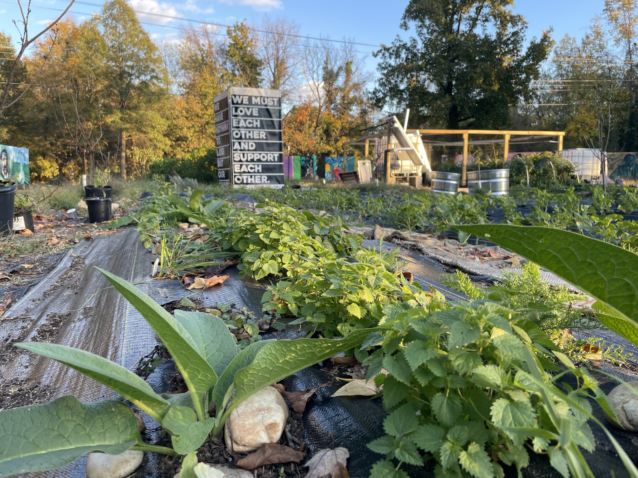 HWB WishFlower Gardens Project garden